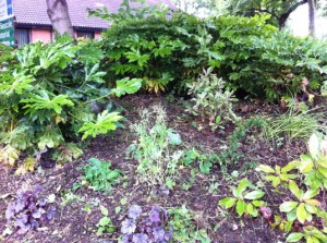 Mary Seacole Gardens after weeding